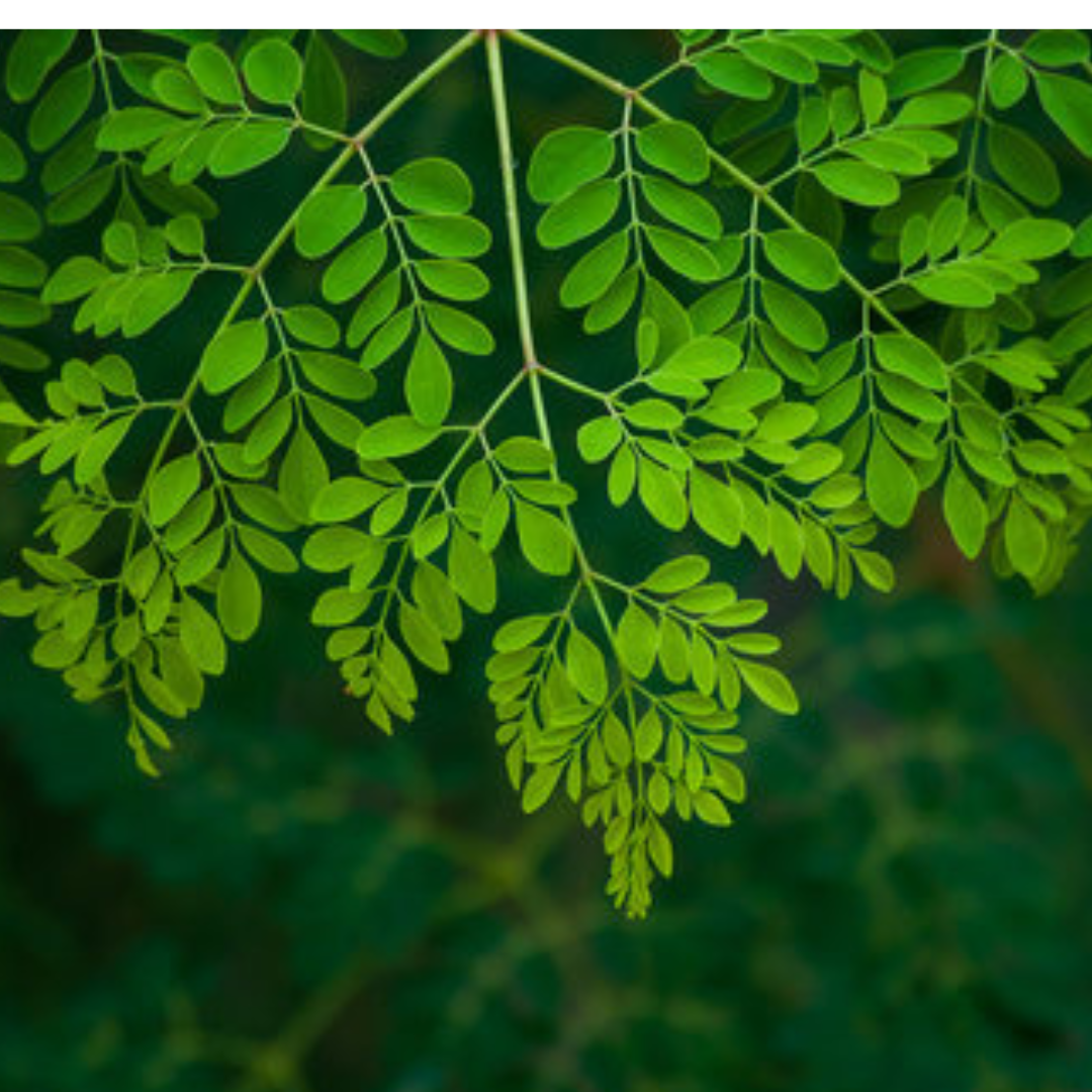 Moringa